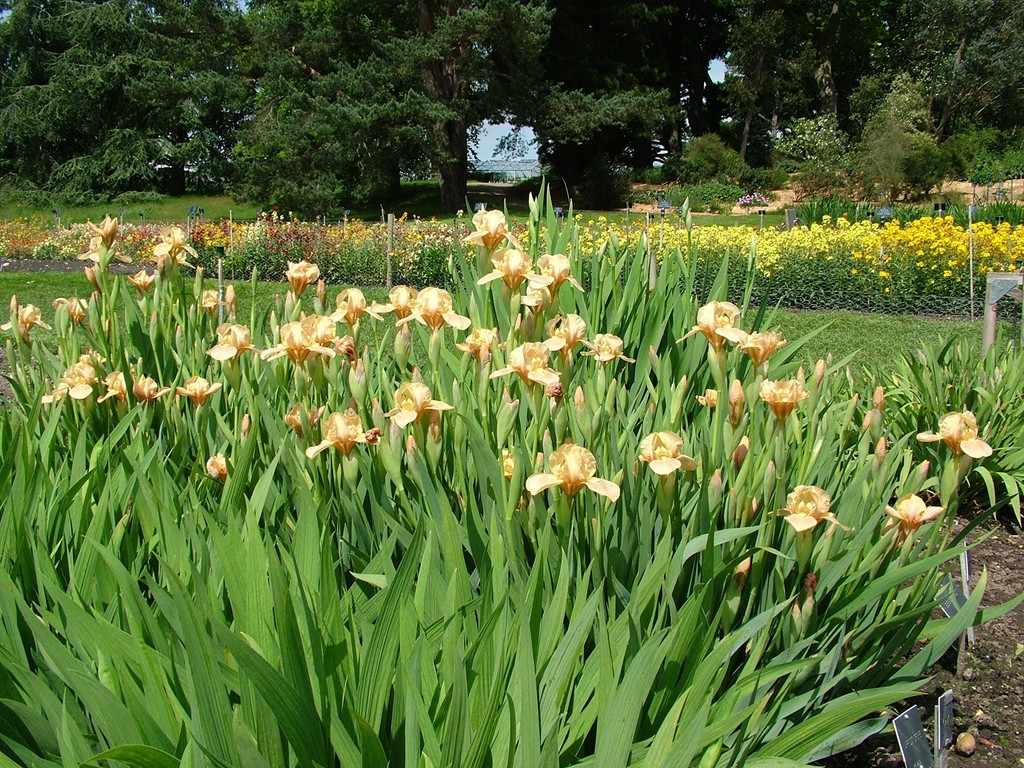 iris 'Apricot Drops'