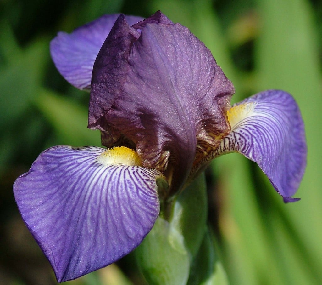 iris 'Bangles'