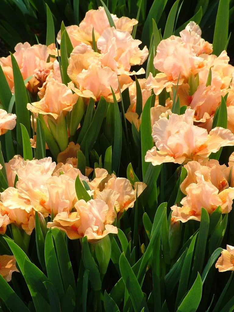 iris 'Cameo Queen'