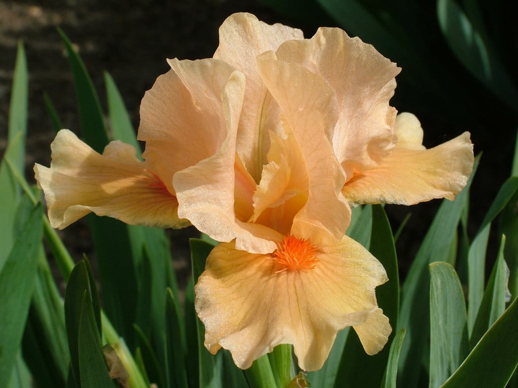 iris 'Cameo Queen'