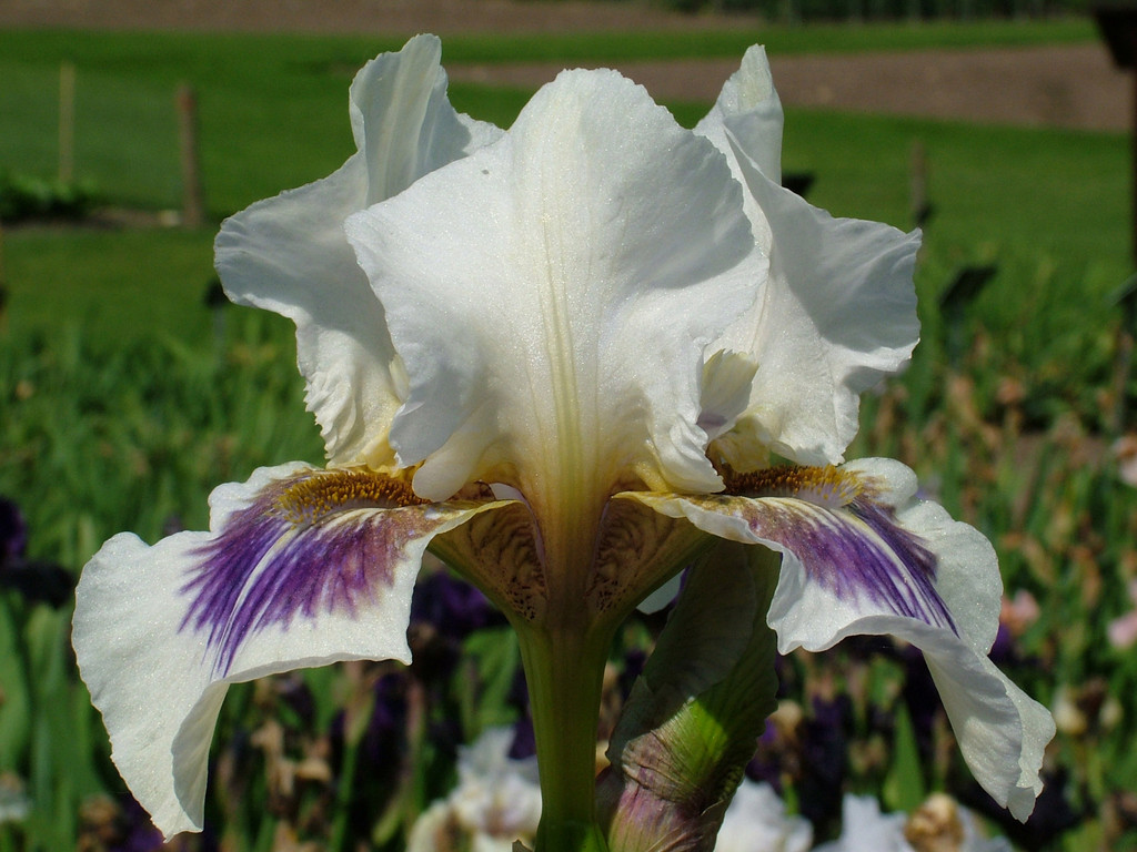 iris 'Cranbrook'