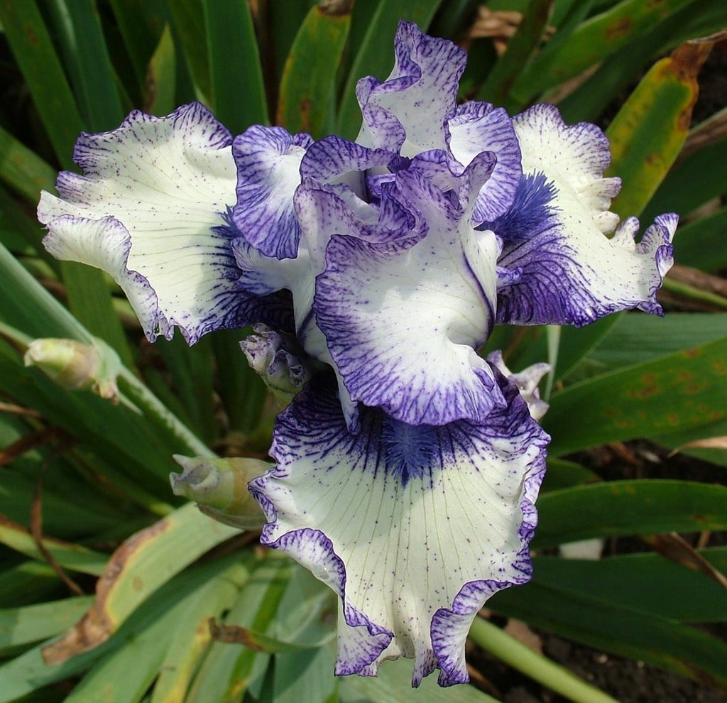 iris 'Gwyneth Evans'