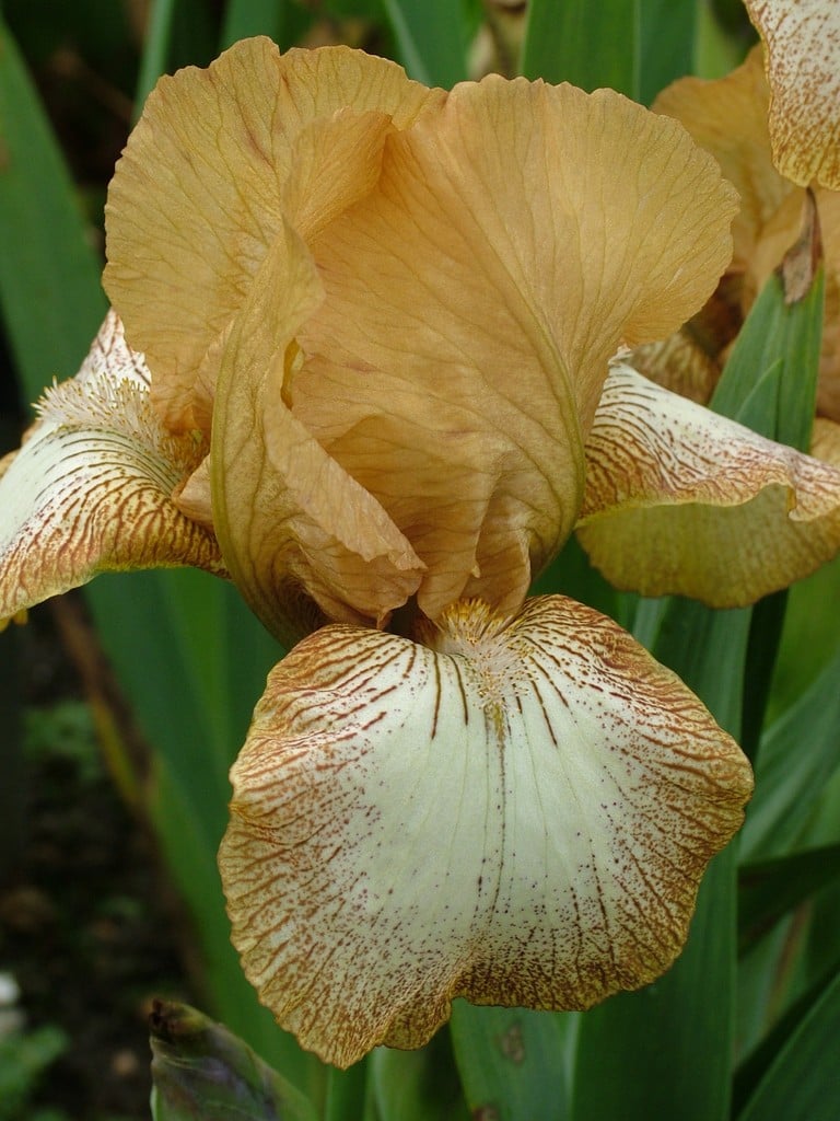 iris 'Honeyplic'