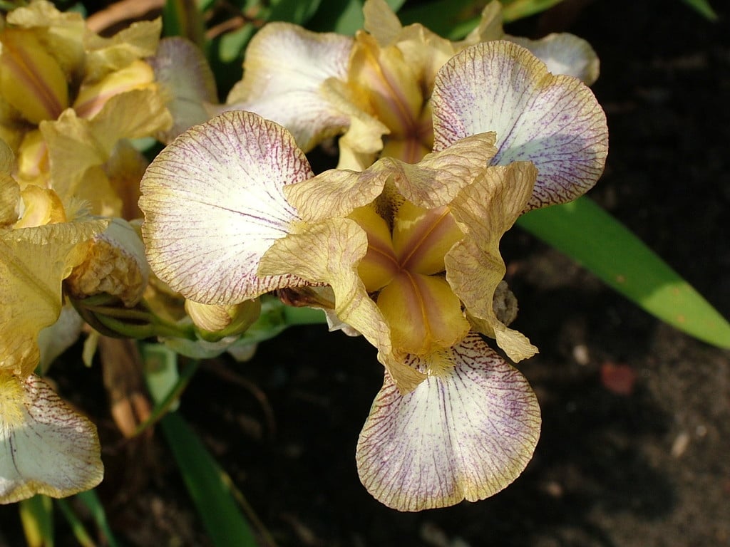 iris 'Loose Valley'