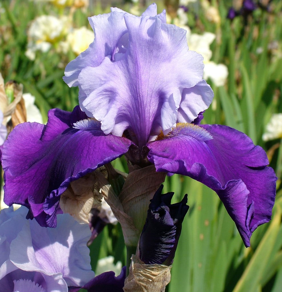 iris 'Prudy'