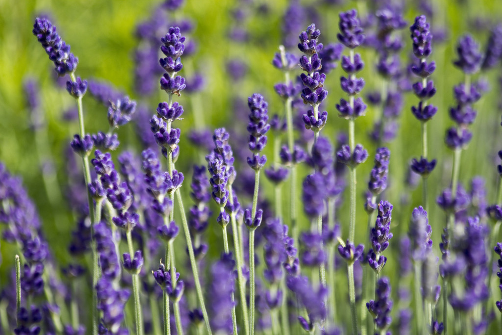 English lavender 'Hidcote'