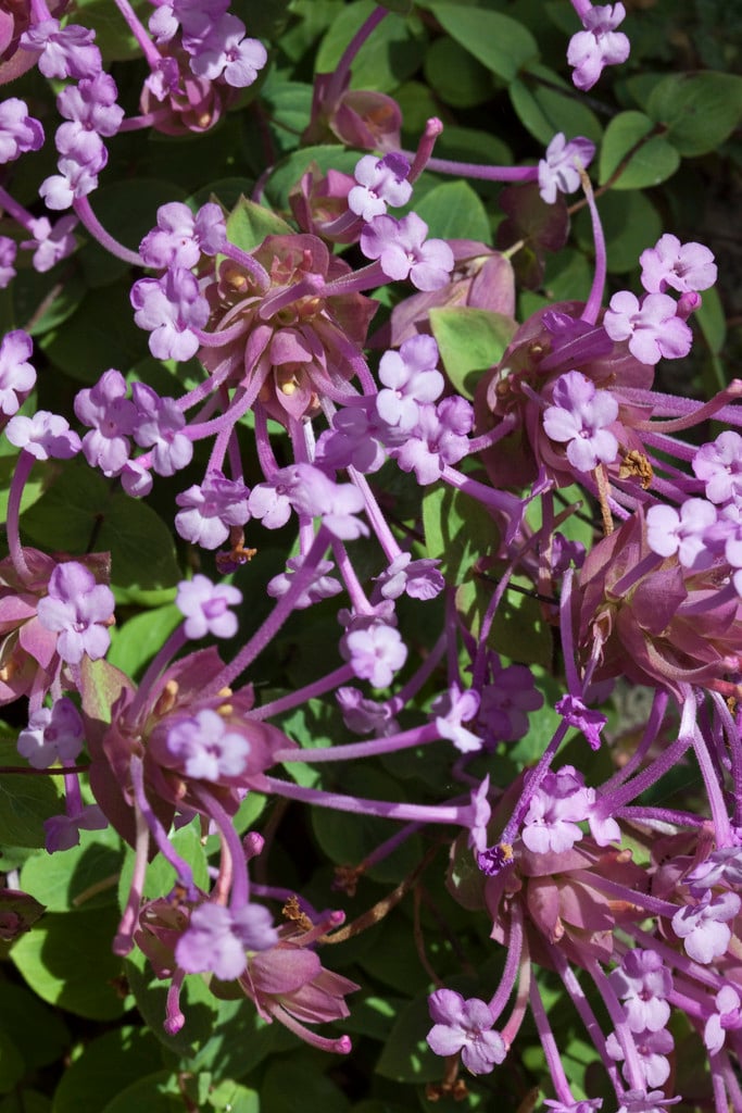 oregano 'Barbara Tingey'