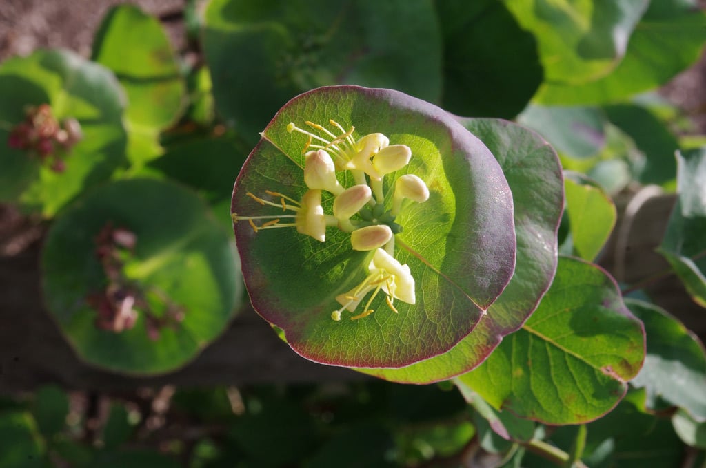 honeysuckle 'Spring Purple'