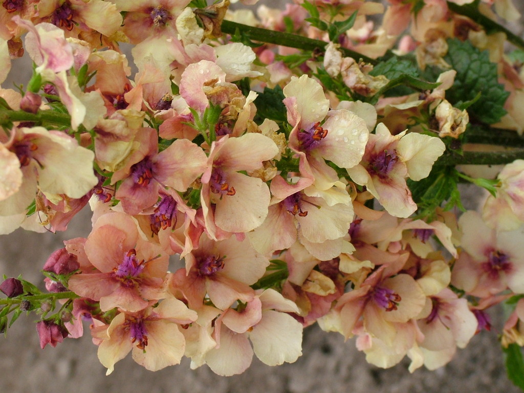 Verbascum &amp;Apricot Sunset&amp; | mullein &amp;Apricot Sunset&amp; Herbaceous ...