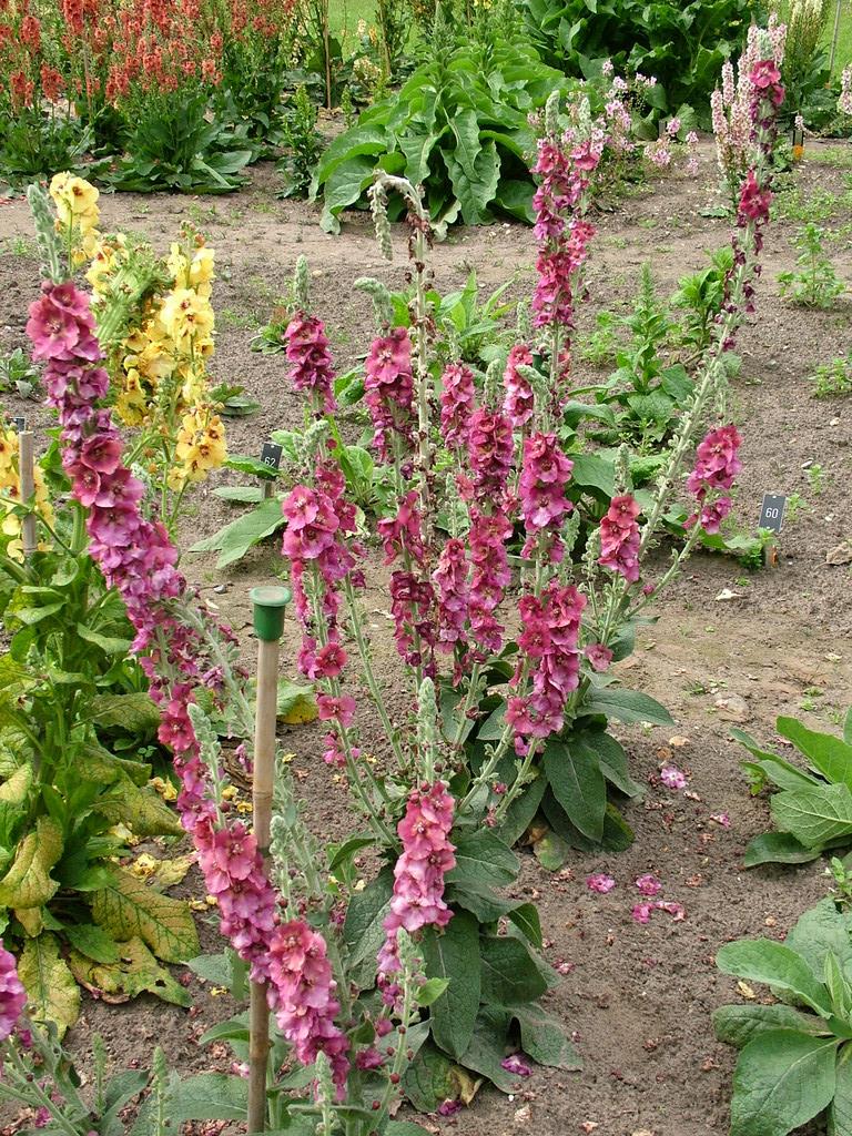 mullein 'Cherry Helen'
