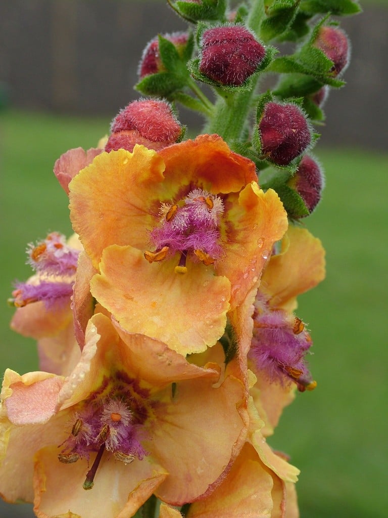 mullein 'Clementine'