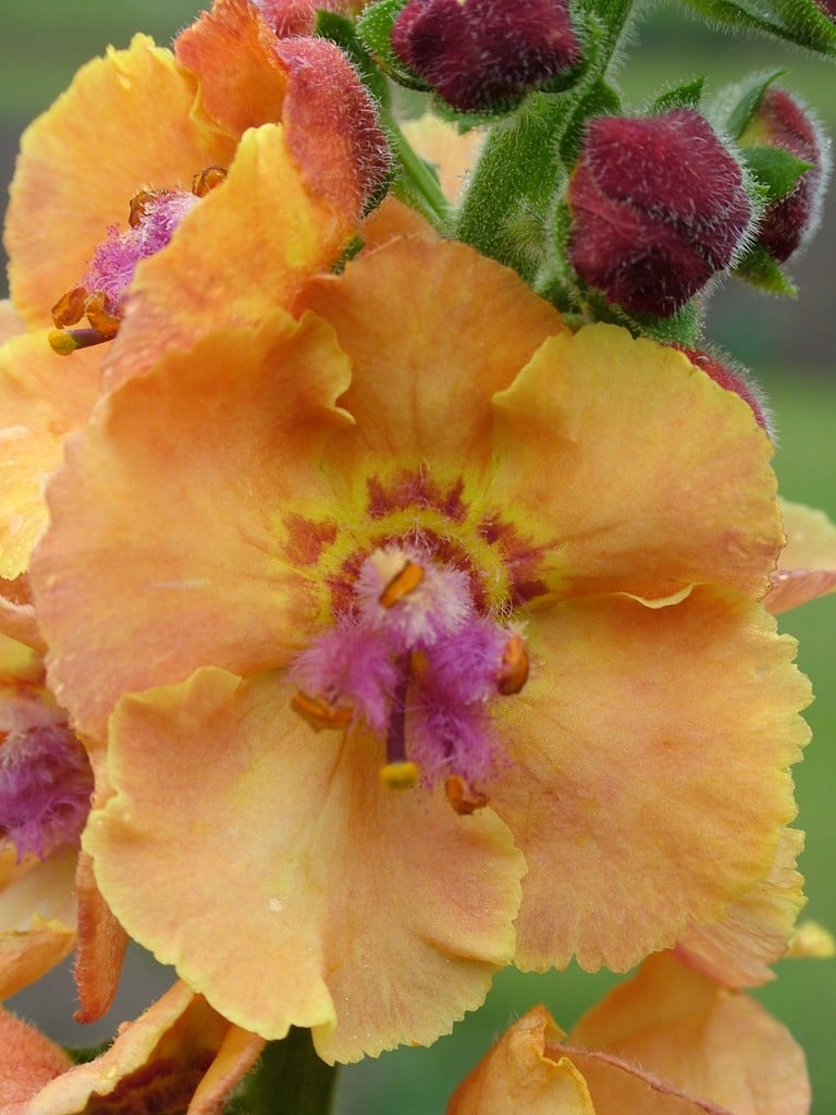 mullein 'Clementine'