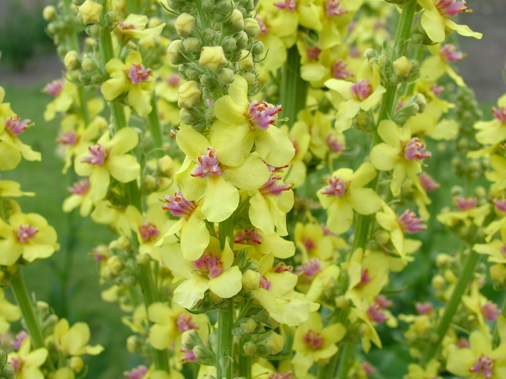 Verbascum Chaixii Nettle leaved Mullein