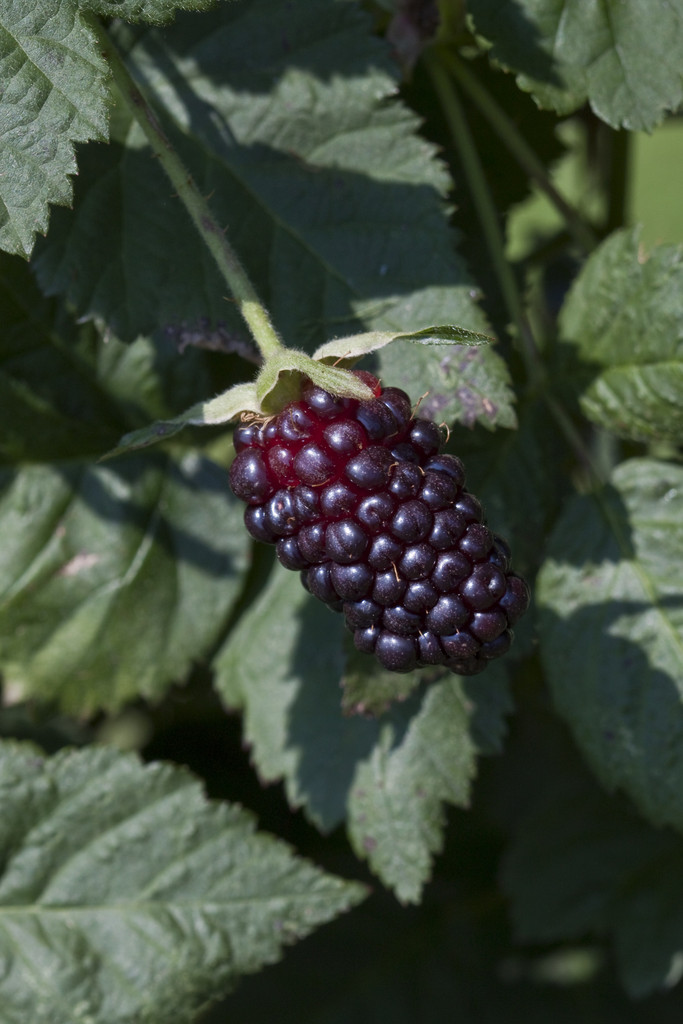 Rubus Fruticosus Agg. 'Black Butte' (B) | Blackberry 'Black Butte'/RHS ...