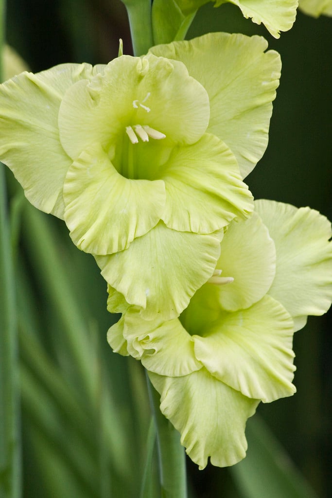 sword lily 'Green Star'