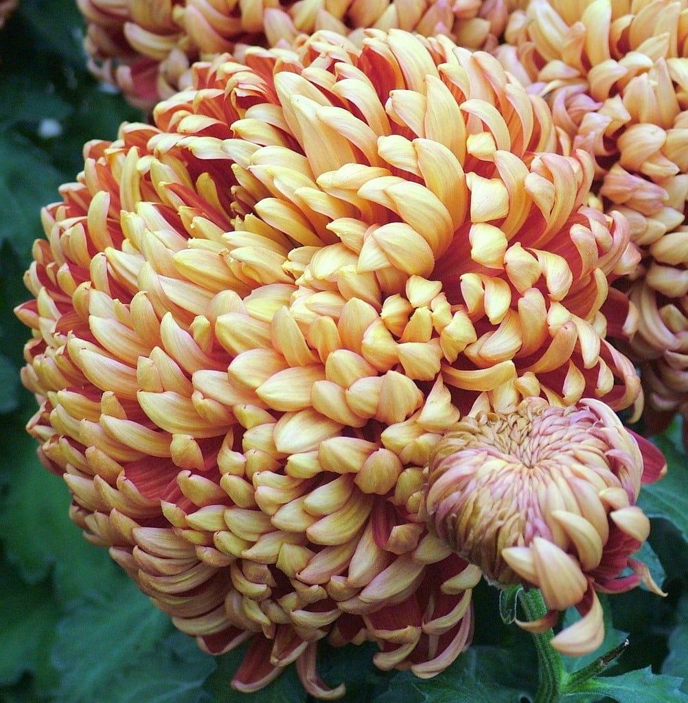chrysanthemum 'Boulou Bronze'