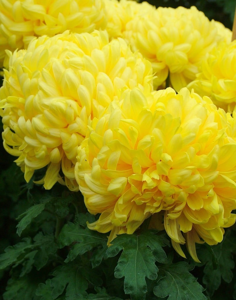 chrysanthemum 'Boulou Yellow'