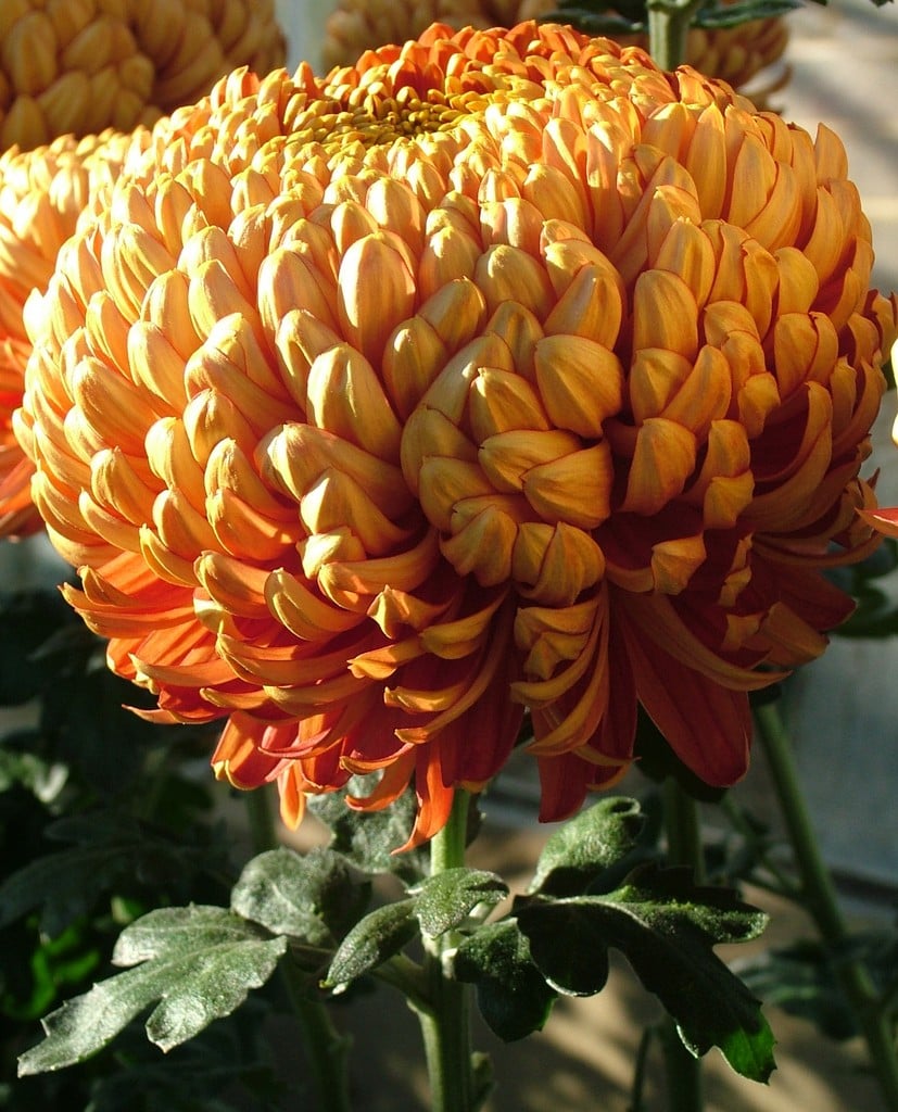 chrysanthemum 'Hesketh Knight'