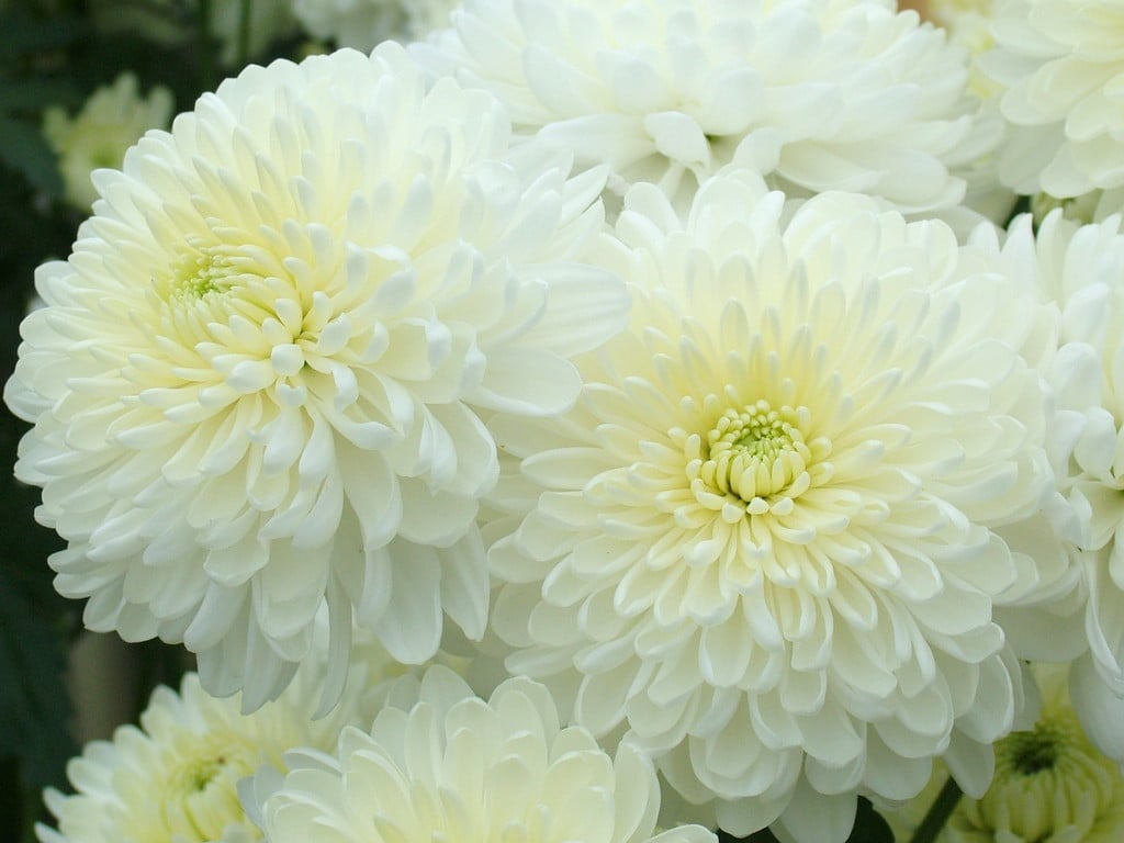 chrysanthemum 'Pat Machin'