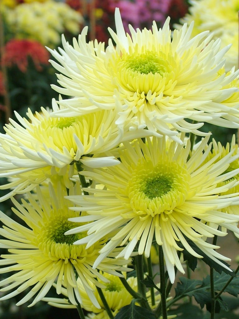Chrysanthemum &Sheena& (9f) chrysanthemum &Sheena& Herbaceous