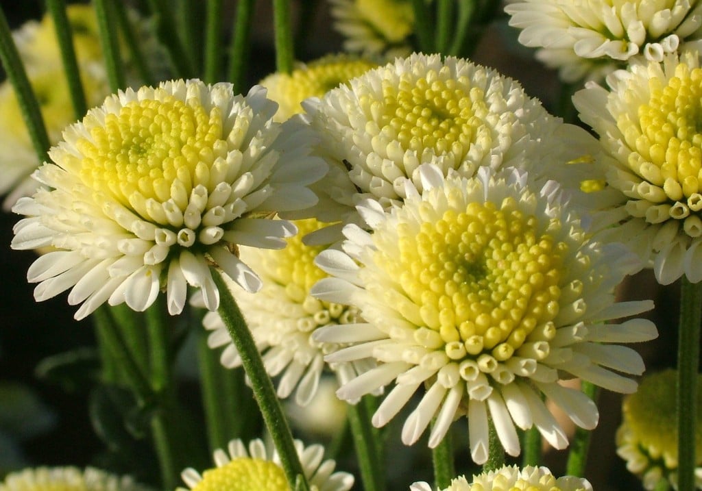 chrysanthemum 'Stallion'