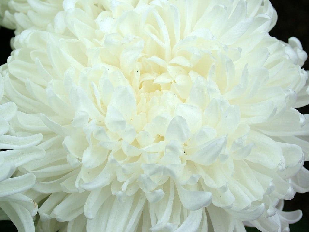 chrysanthemum 'Boulou White'