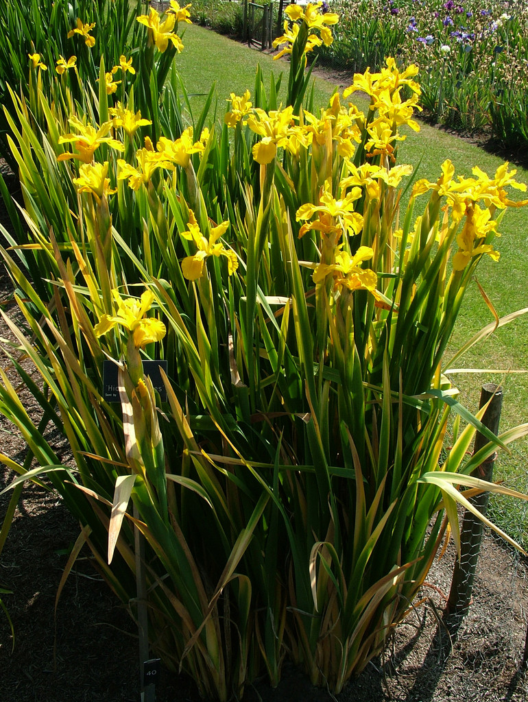 blue iris 'Hickory Leaves'