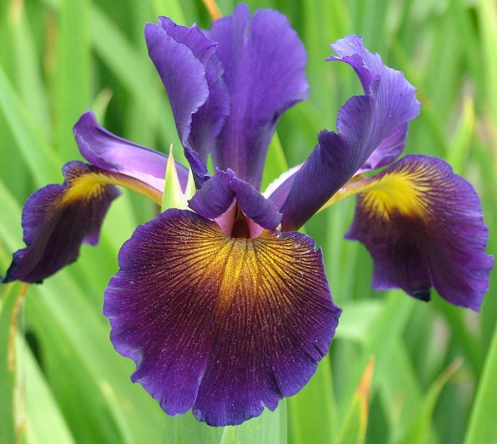 Iris &Lucky Devil& (Spuria) | iris &Lucky Devil& Herbaceous Perennial ...