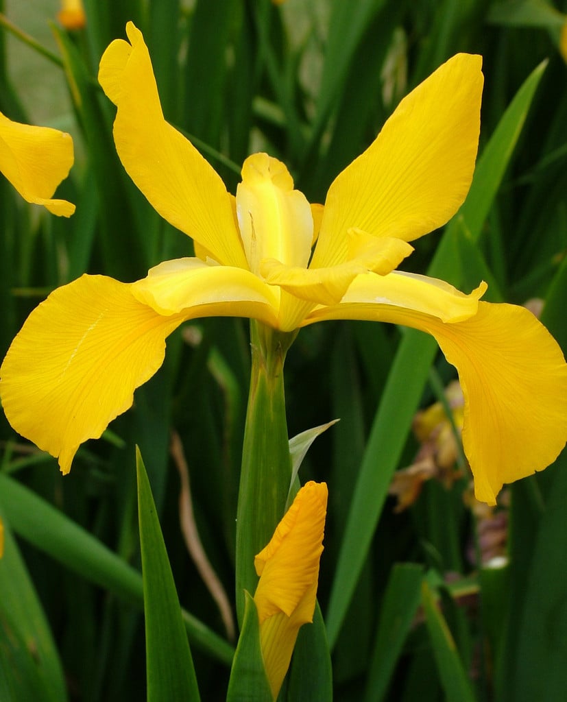iris 'Missouri Orange'