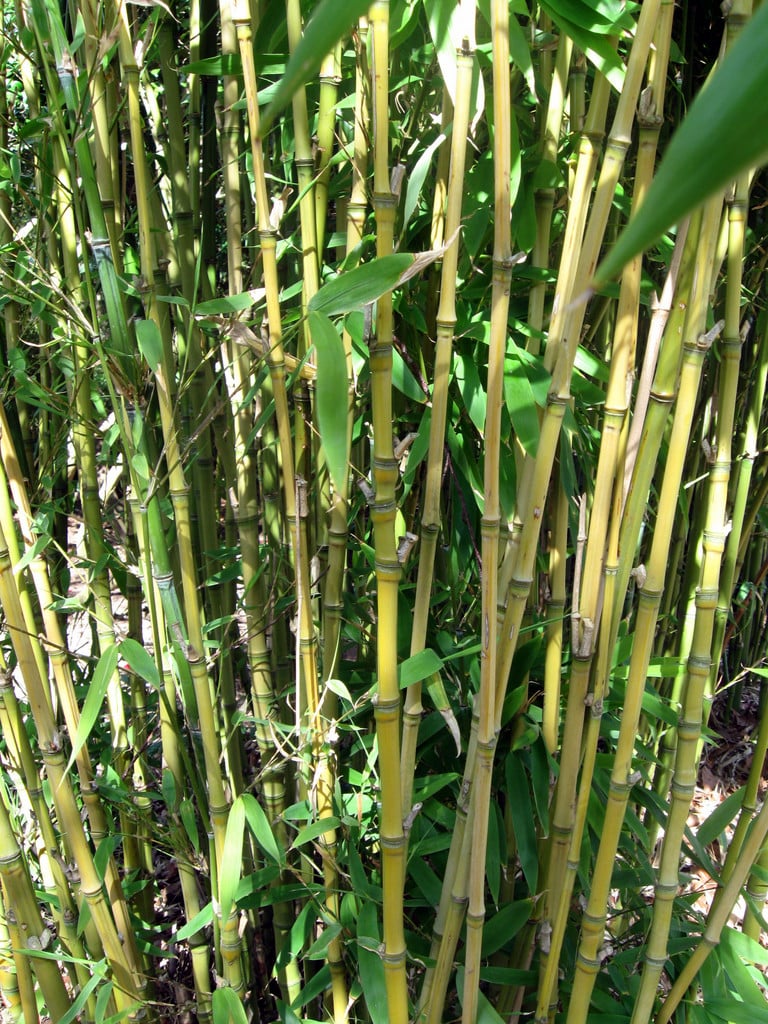 Phyllostachys Aurea Formosana 