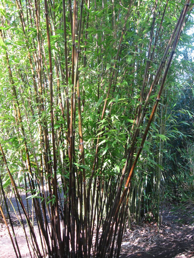 black bamboo 'Boryana'
