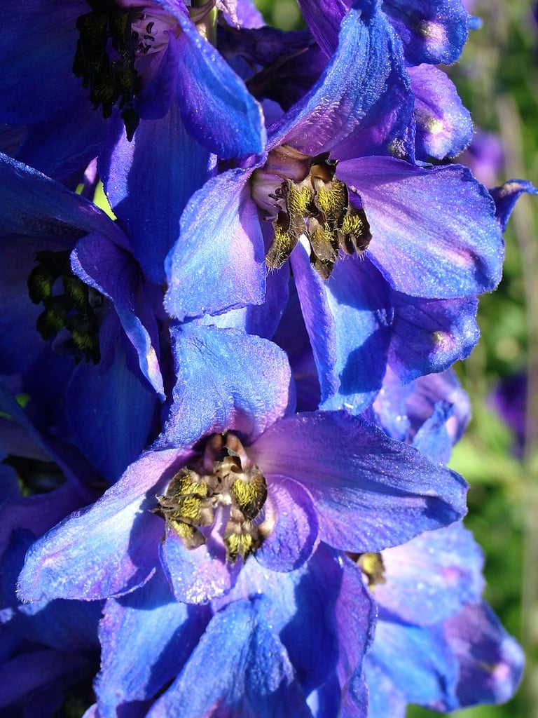 delphinium Black Knight Group