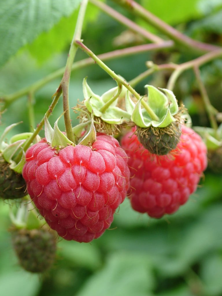 Rubus idaeus &Octavia&PBR (F) | raspberry &Octavia& Fruit Edible/RHS ...