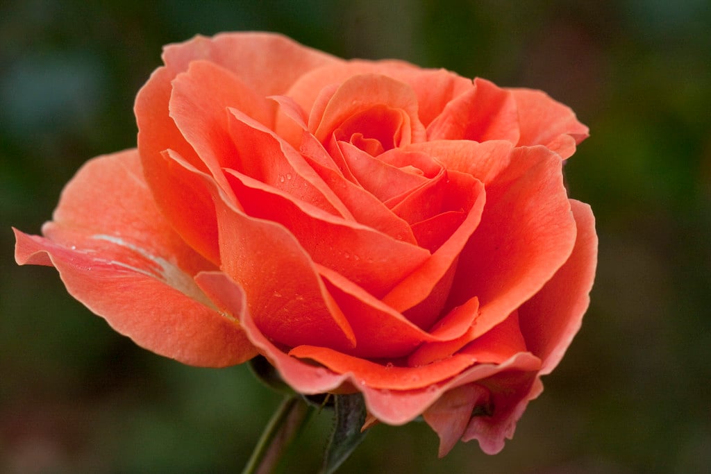 rose [Tatton]