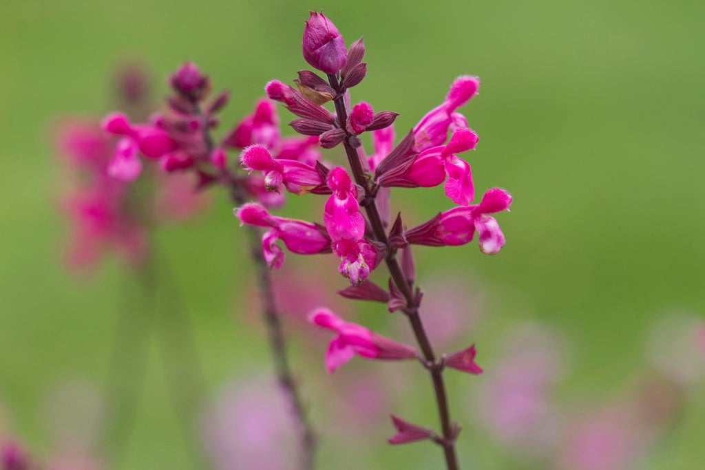 sage 'Mulberry Jam'