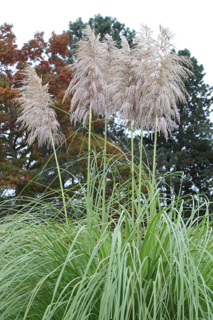pampas grass 'Rosea'