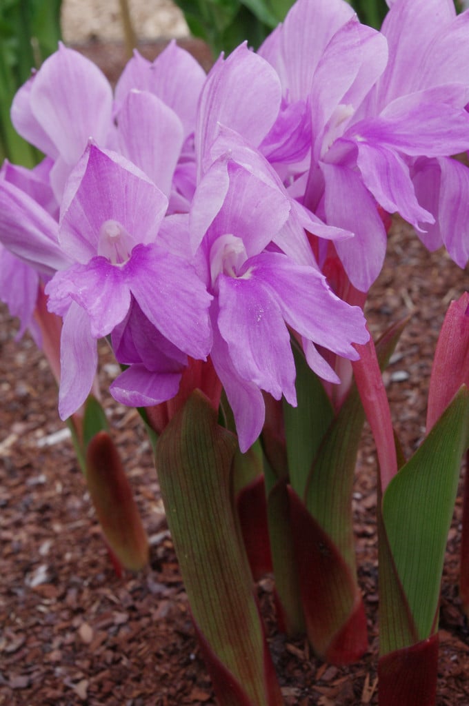 roscoea 'McBeath's Pink'