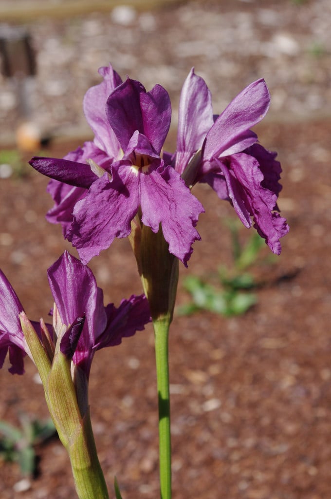 cautleya-flowered roscoea 'Purple Queen'