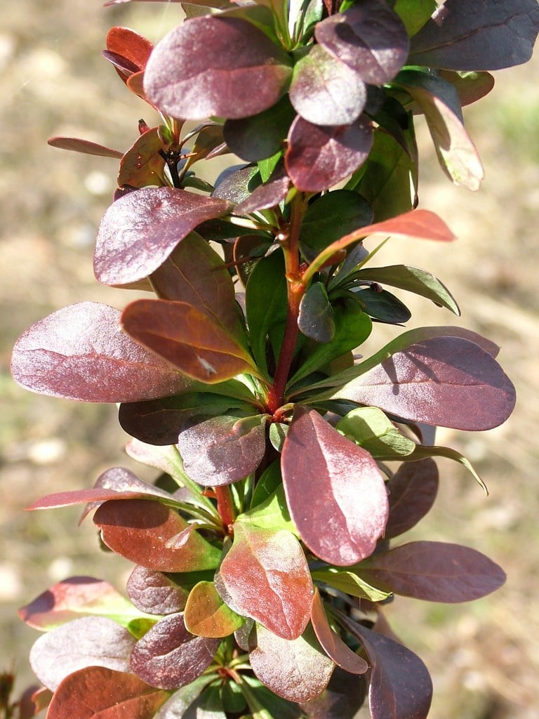 Japanese barberry 'Helmond Pillar'