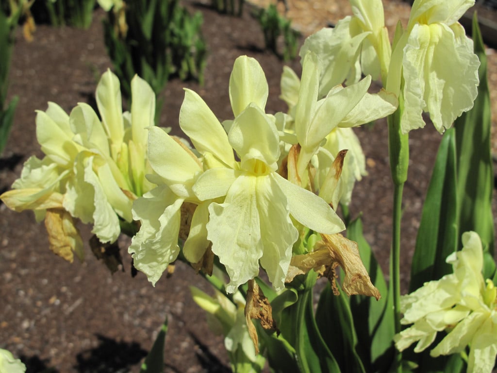 cautleya-flowered roscoea 'Himalaya'