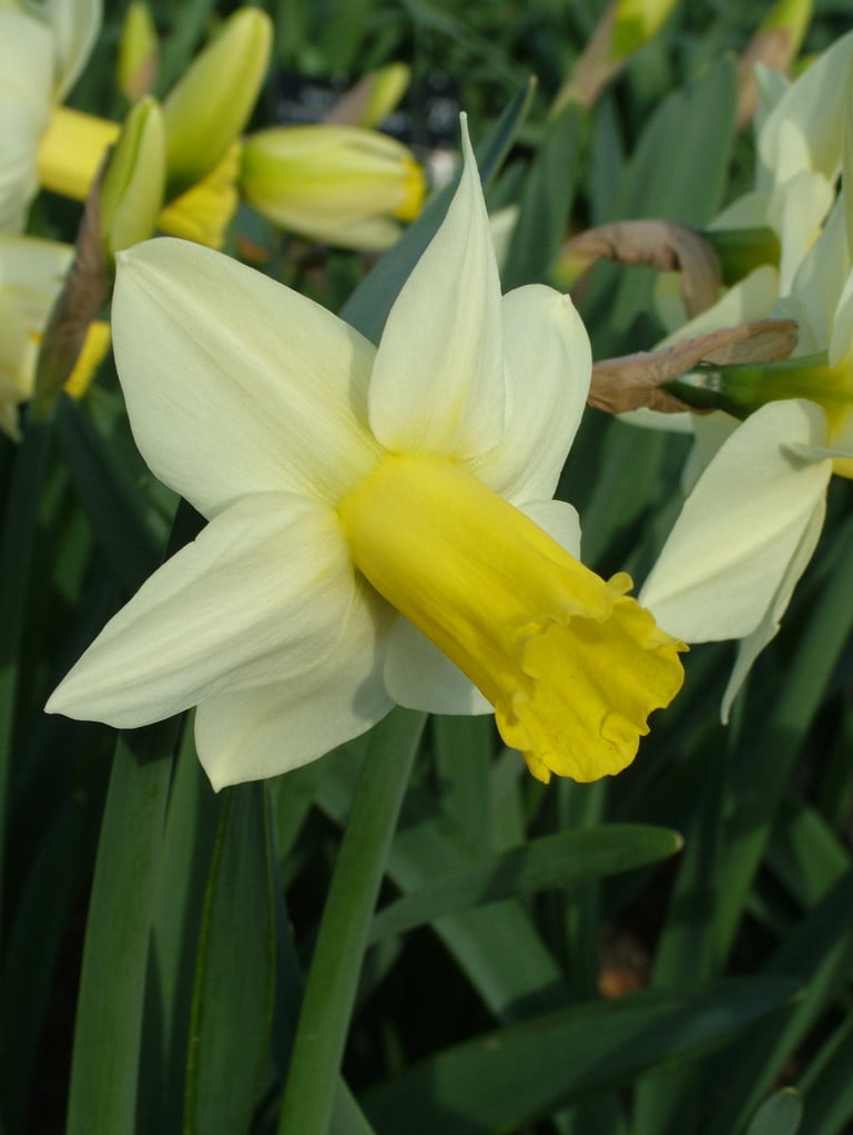 daffodil 'Ara'