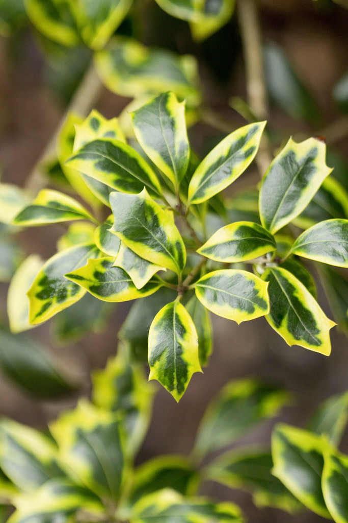 holly olive 'Aureomarginatus'