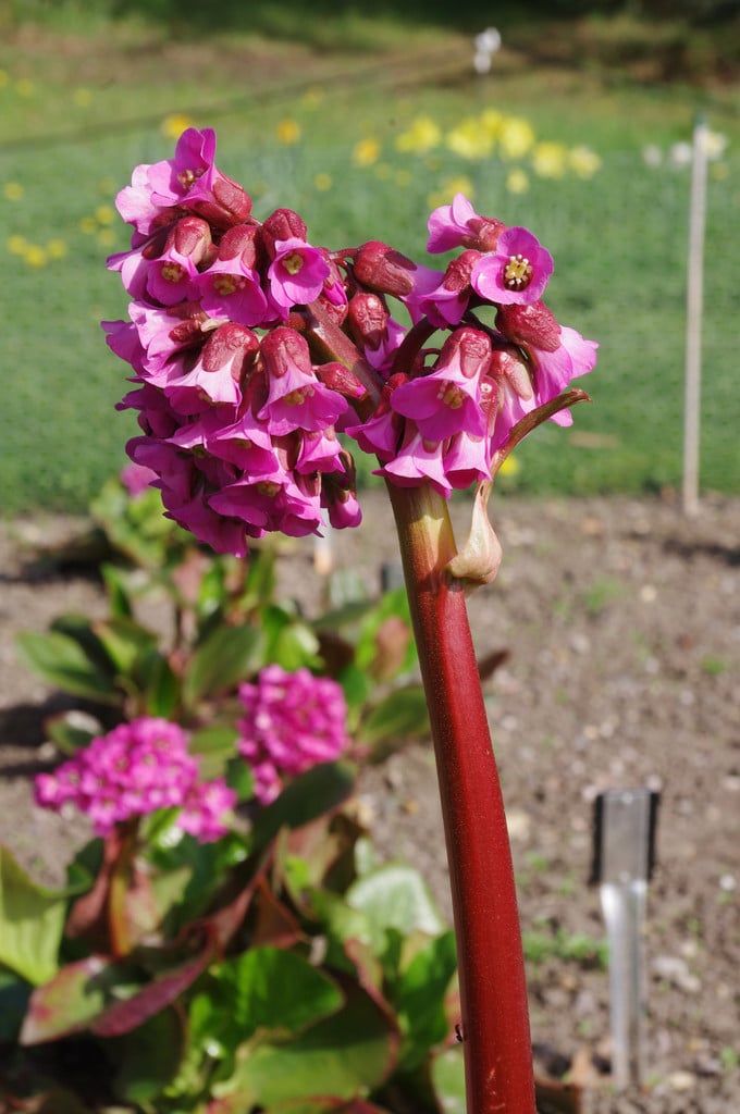 elephant's ears 'Admiral'