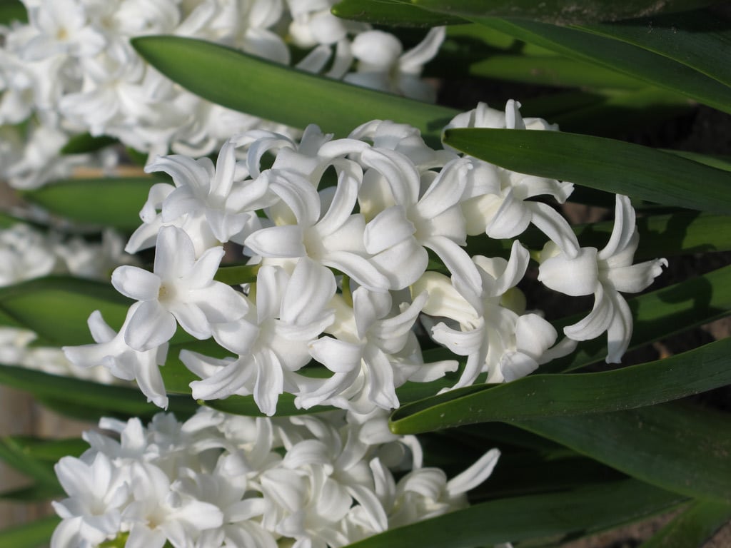 <i>Primula</i> <i>sieboldii</i> 'Manakoora' (Co)