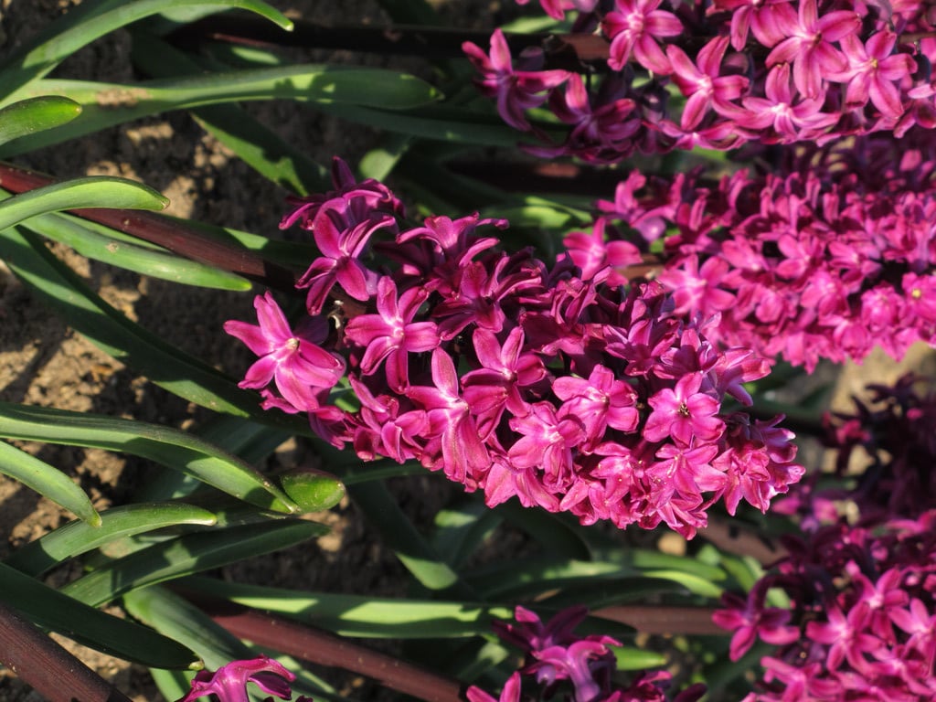 Image result for hyacinthus orientalis woodstock