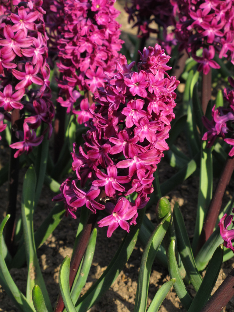 hyacinth 'Woodstock'