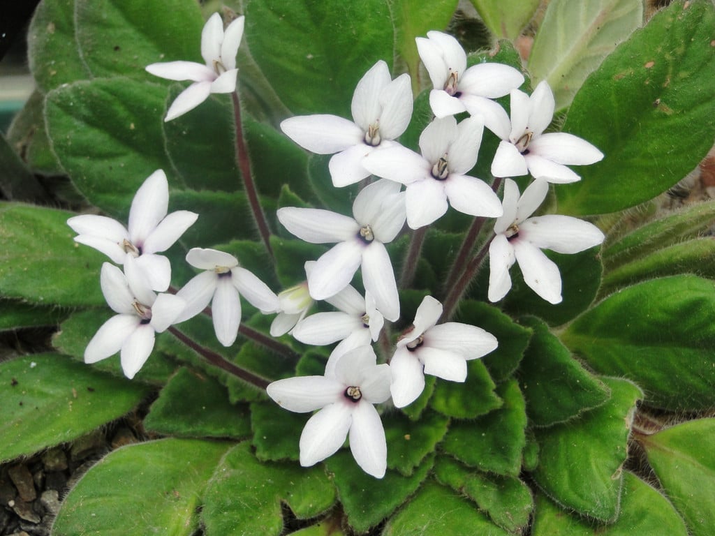 large-flowered petrocosmea