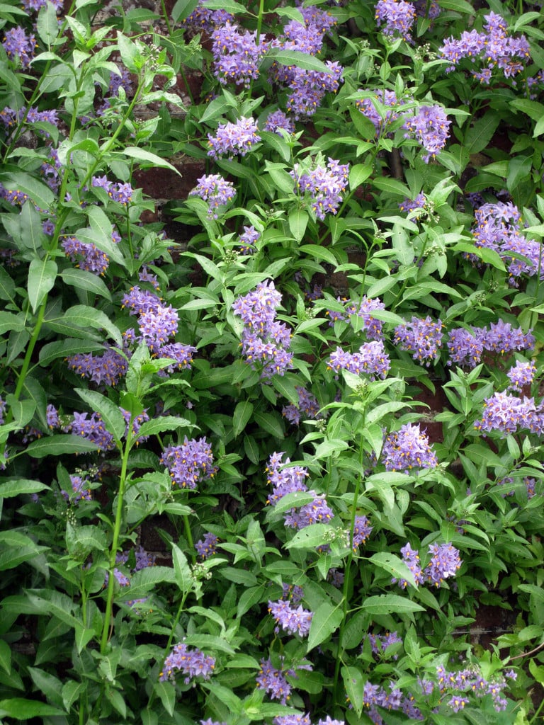 Solanum crispum &Glasnevin& | potato tree &Glasnevin& Climber Wall ...