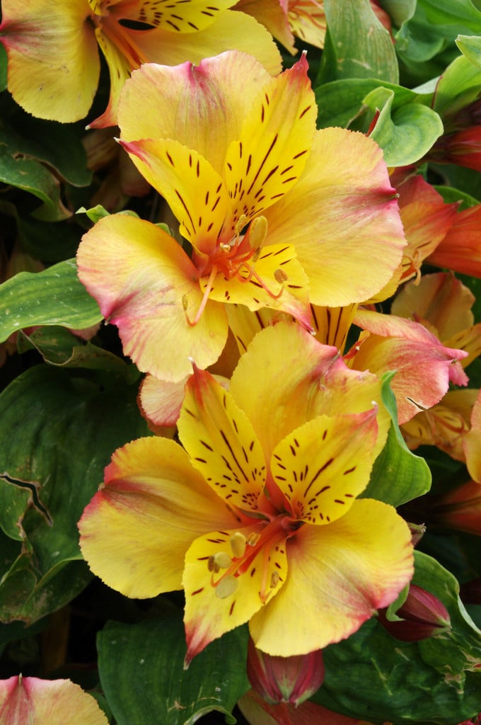 Peruvian lily [Princess Ariane]