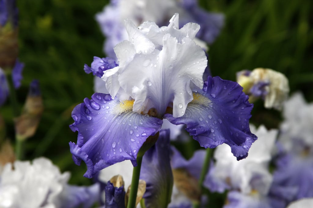 iris 'Lark Rise'